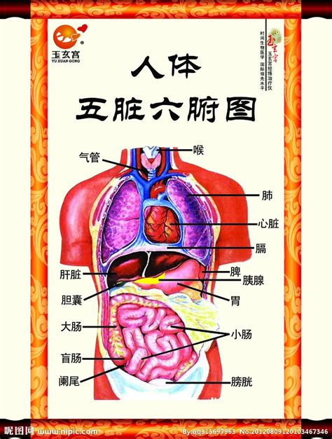 五腑|五脏六腑（人体器官）